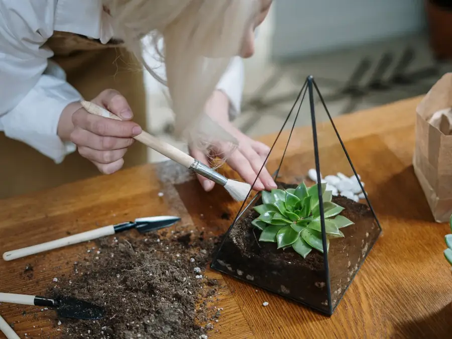 Atelier terrarium, kokedama et végétal