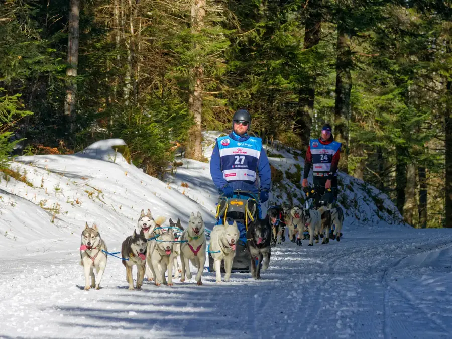 Initiation au cani-rando, cani-kart et traîneau à chiens