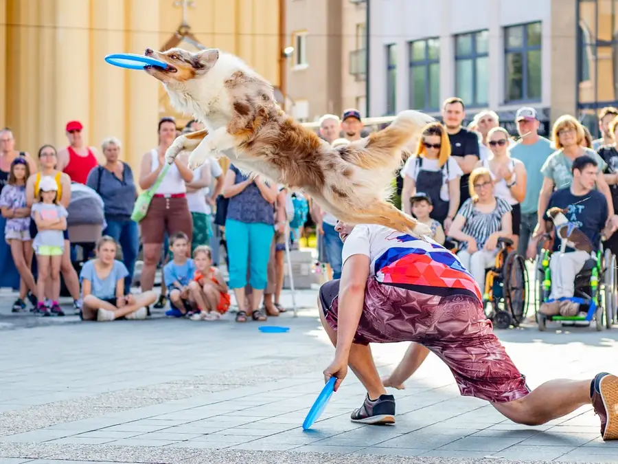 Spectacle animalier