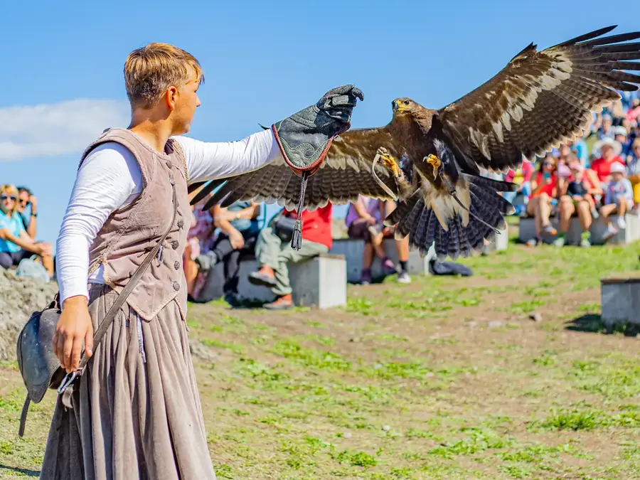 Spectacle de fauconnerie et vol de rapaces