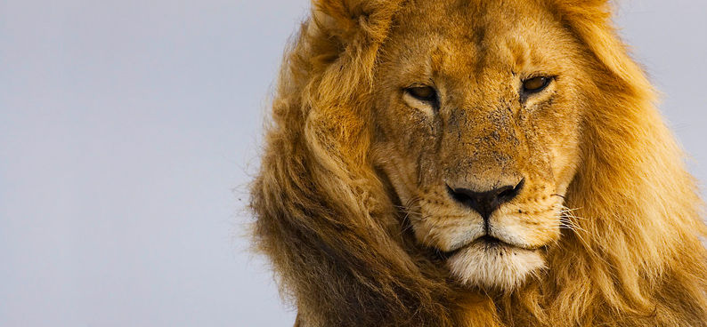 Animations animaux