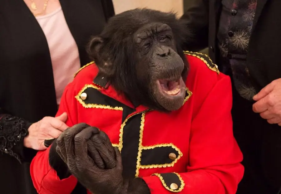 Montreur de singe